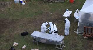 Investigan la posible circulación de hantavirus en roedores de la Patagonia sur