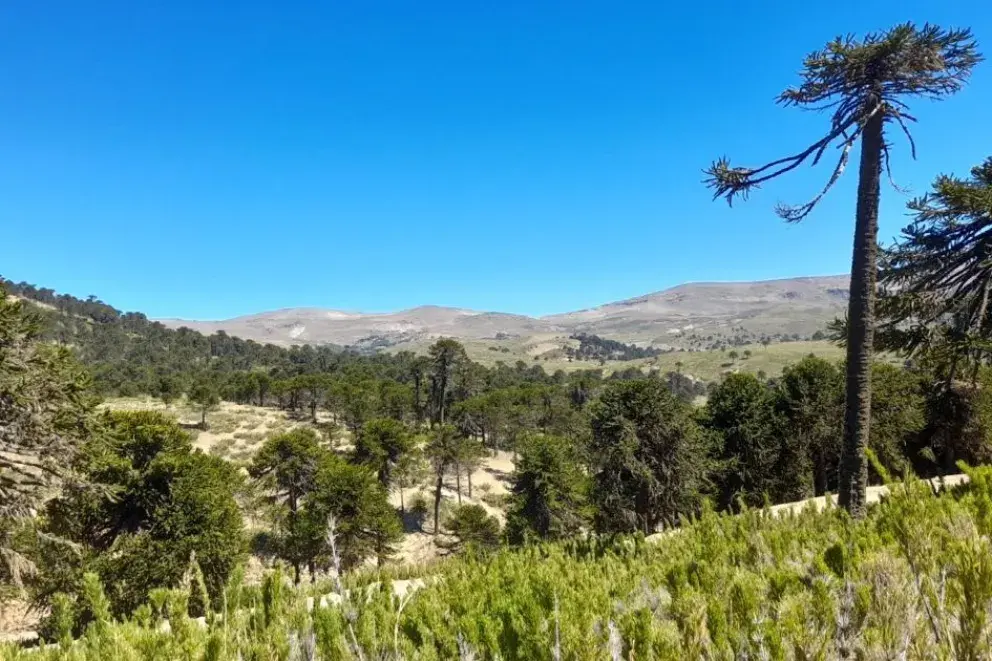 Provincia inicia el financiamiento para la conservación y recuperación de sus bosques nativos