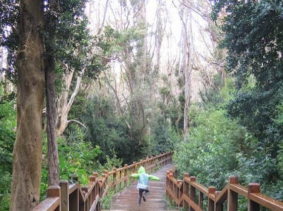 Reabrieron el Registro de Trekking y el sendero al Bosque de Arrayanes tras el temporal