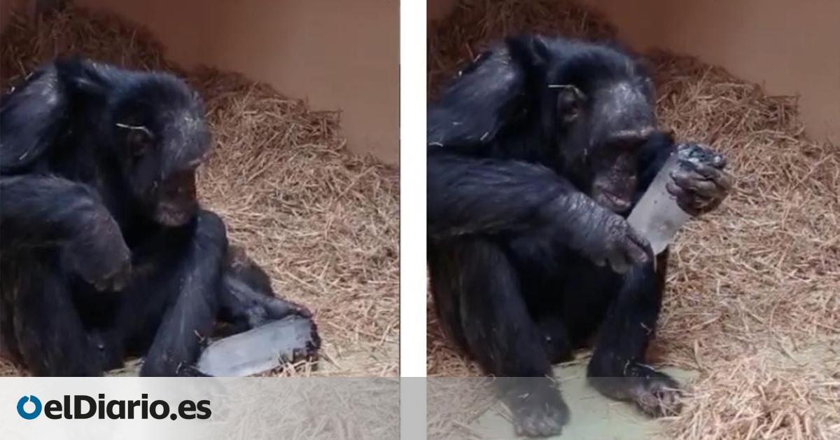 Científicos españoles confirman que la fascinación de los chimpancés por los cristales viene desde hace millones de años